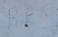 REA