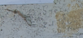 J. Grey 2nd Training unit 4th Reinforcements