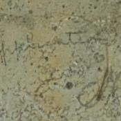M. ???g