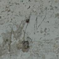 M.V