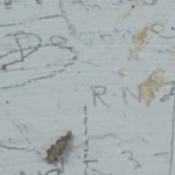 B.M Donnelly RNZA  ?-3-1935