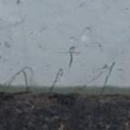 Pencil