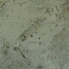 Pencil