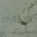 D. MA??G