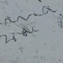 J ??ana 38036 21st M.E Coy