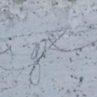 Pencil